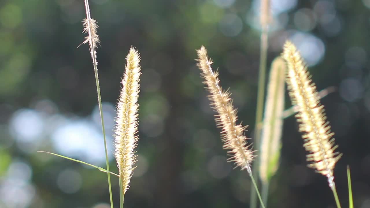 Download   Stock Footage Wild Grass In The Breeze Live Wallpaper