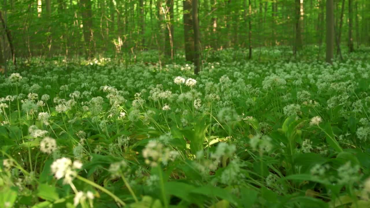 Download   Stock Footage Wild Flowers And Grass Live Wallpaper