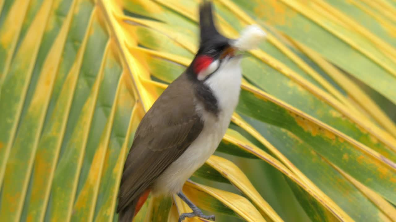 Download   Stock Footage Wild Bird Eating Bread Live Wallpaper