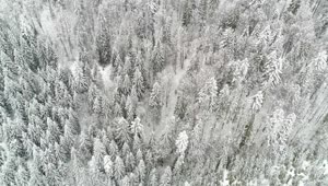 Download   Stock Footage White Winter Forest Aerial View Live Wallpaper