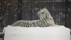 Download   Stock Footage White Tiger Laying In The Snow Live Wallpaper