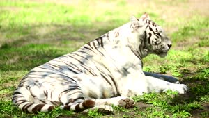 Download   Stock Footage White Tiger Laying In The Grass Yawns Live Wallpaper