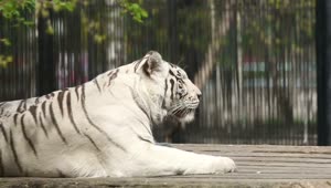 Download   Stock Footage White Tiger Laying At The Zoo Live Wallpaper