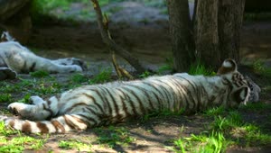 Download   Stock Footage White Tiger Cubs Resting In The Woods Live Wallpaper
