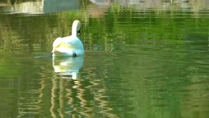 Download   Stock Footage White Swan Taking Water In A Lake Live Wallpaper