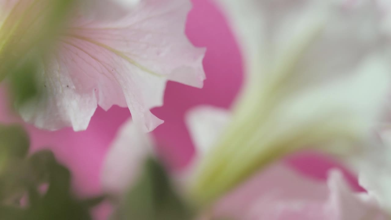 Download   Stock Footage White Flowers From Behind Live Wallpaper