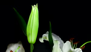 Download   Stock Footage White Flower Opening In Slow Motion Live Wallpaper