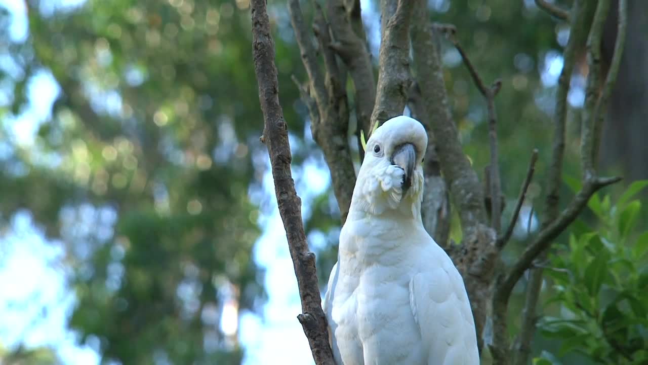 Download   Stock Footage White Cockatoo Standing On A Tree Live Wallpaper