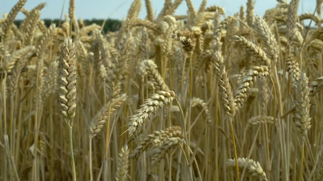 Download   Stock Footage Wheat Swaying In The Wind Live Wallpaper