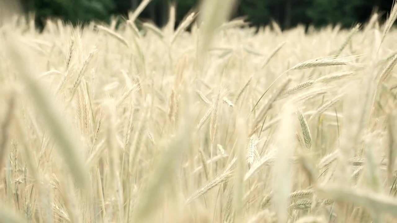 Download   Stock Footage Wheat Field Moved By The Wind Live Wallpaper