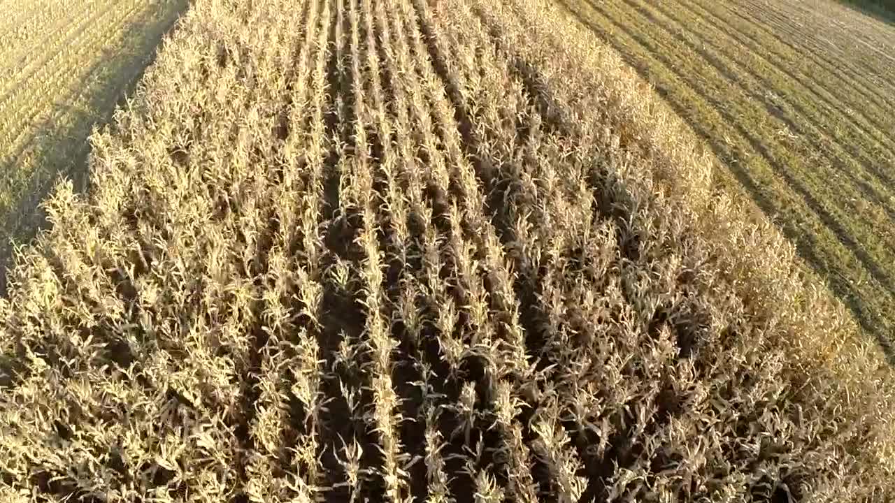 Download   Stock Footage Wheat Field Being Harvested Live Wallpaper