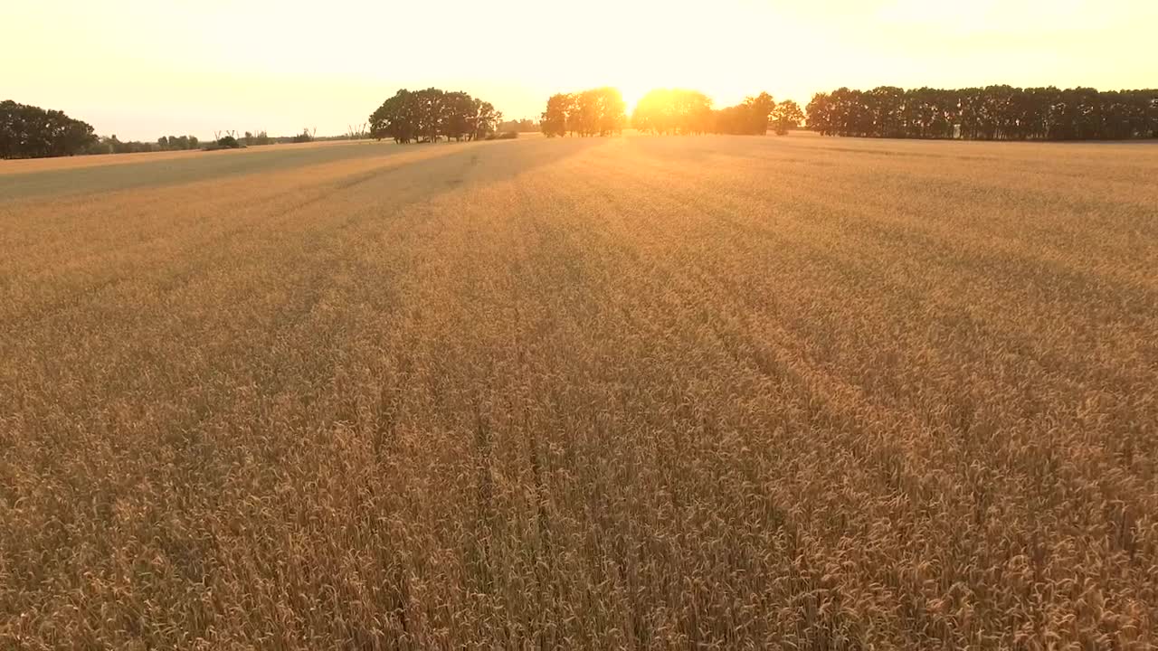 Download   Stock Footage Wheat Field At Sunrise Live Wallpaper