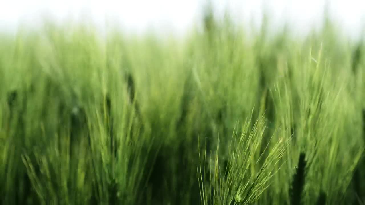 Download   Stock Footage Wheat Crops In A Field Live Wallpaper