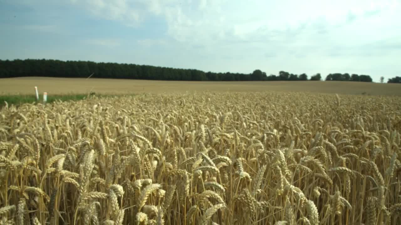 Download   Stock Footage Wheat Before Harvest Live Wallpaper