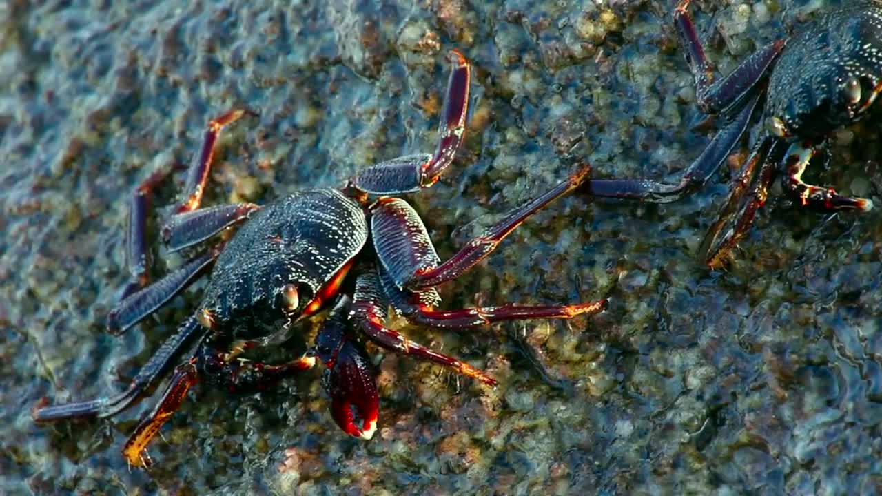 Download   Stock Footage Waves Crashing On A Rock With Crabs Live Wallpaper