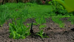 Download   Stock Footage Watering Plants In A Garden Live Wallpaper