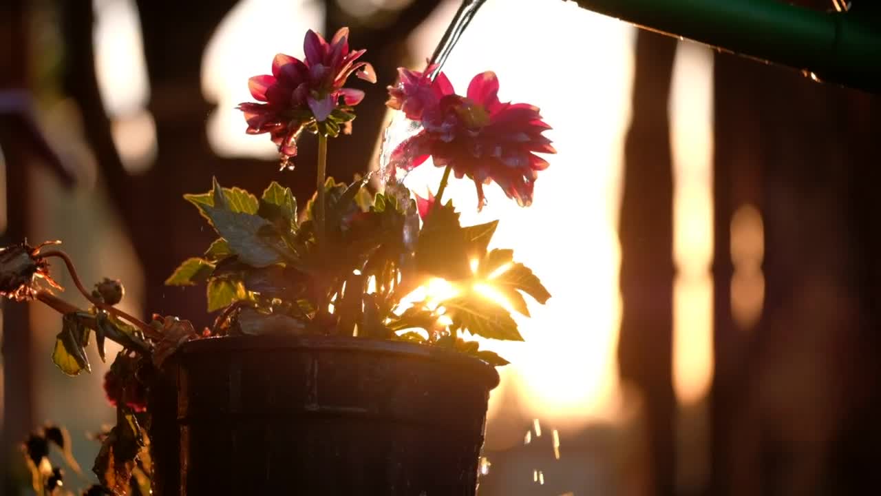 Download   Stock Footage Watering A Flower Pot Live Wallpaper