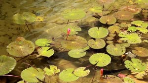 Download   Stock Footage Water Flowing Below Plants Live Wallpaper