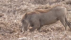 Download   Stock Footage Warthog Digging For Food Live Wallpaper