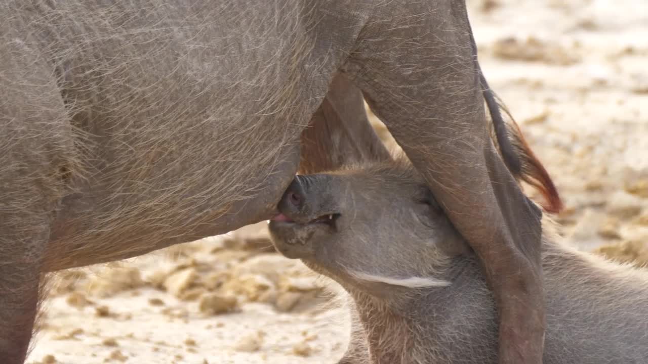 Download   Stock Footage Warthog Baby Drinking Milk From His Mom Live Wallpaper