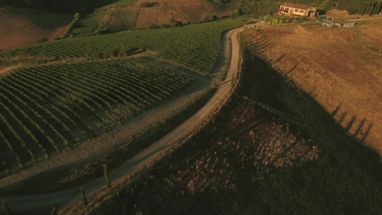 Download   Stock Footage Vineyard Lines Live Wallpaper