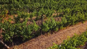 Download   Stock Footage Vineyard Before Harvest Live Wallpaper