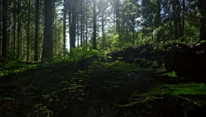 Download   Stock Footage Vibrant Forest Floor Live Wallpaper