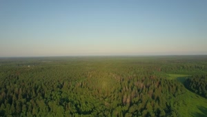 Download   Stock Footage Vast Woodland In Russia Live Wallpaper