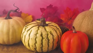 Download   Stock Footage Variety Of Halloween Pumpkins Live Wallpaper