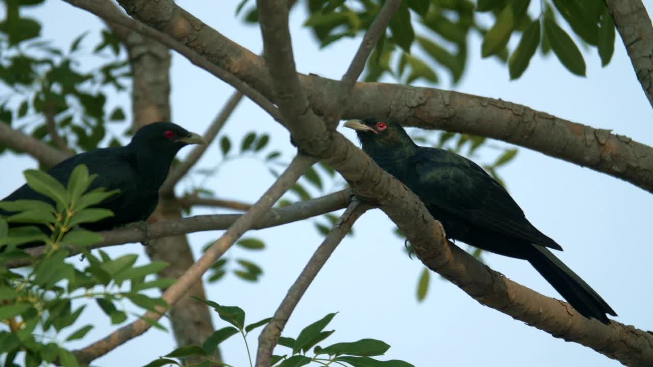 Download   Stock Footage Two Koel Resting On Branches Live Wallpaper