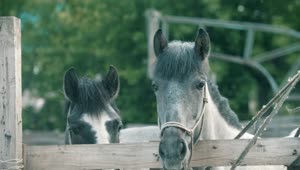 Download   Stock Footage Two Horses Behind The Fence Live Wallpaper