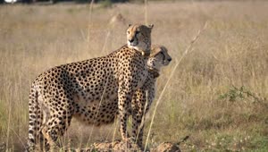 Download   Stock Footage Two Cheetahs Stand Together And Look Around Live Wallpaper