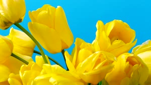 Download   Stock Footage Tulips On Blue Background Live Wallpaper