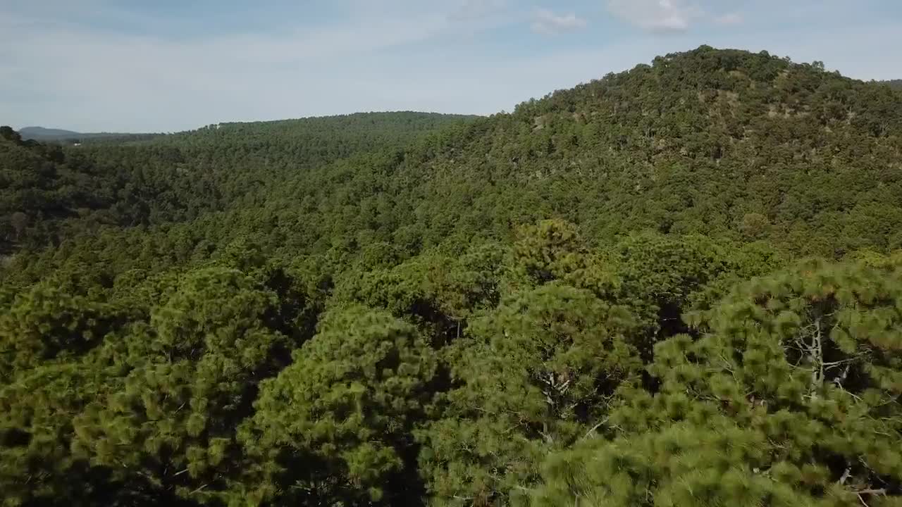 Download   Stock Footage Treetops On A Hill Live Wallpaper