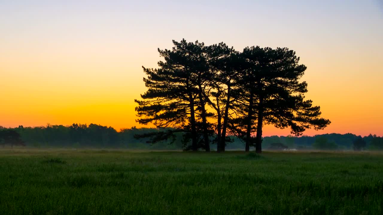 Download   Stock Footage Trees In A Meadow Live Wallpaper