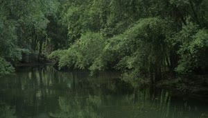 Download   Stock Footage Trees Hanging Over A River Live Wallpaper