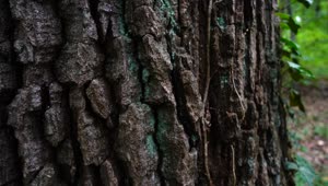 Download   Stock Footage Tree Trunk Texture Live Wallpaper