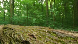 Download   Stock Footage Tree Trunk Across The Path Live Wallpaper