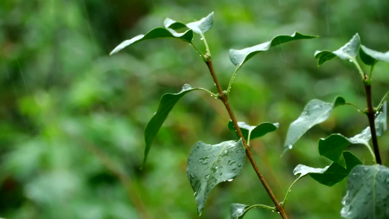 Download   Stock Footage Tree Branch Closeup Under The Rain Live Wallpaper