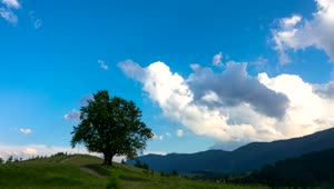 Download   Stock Footage Tree And Cows In The Meadow Time Lapse Live Wallpaper