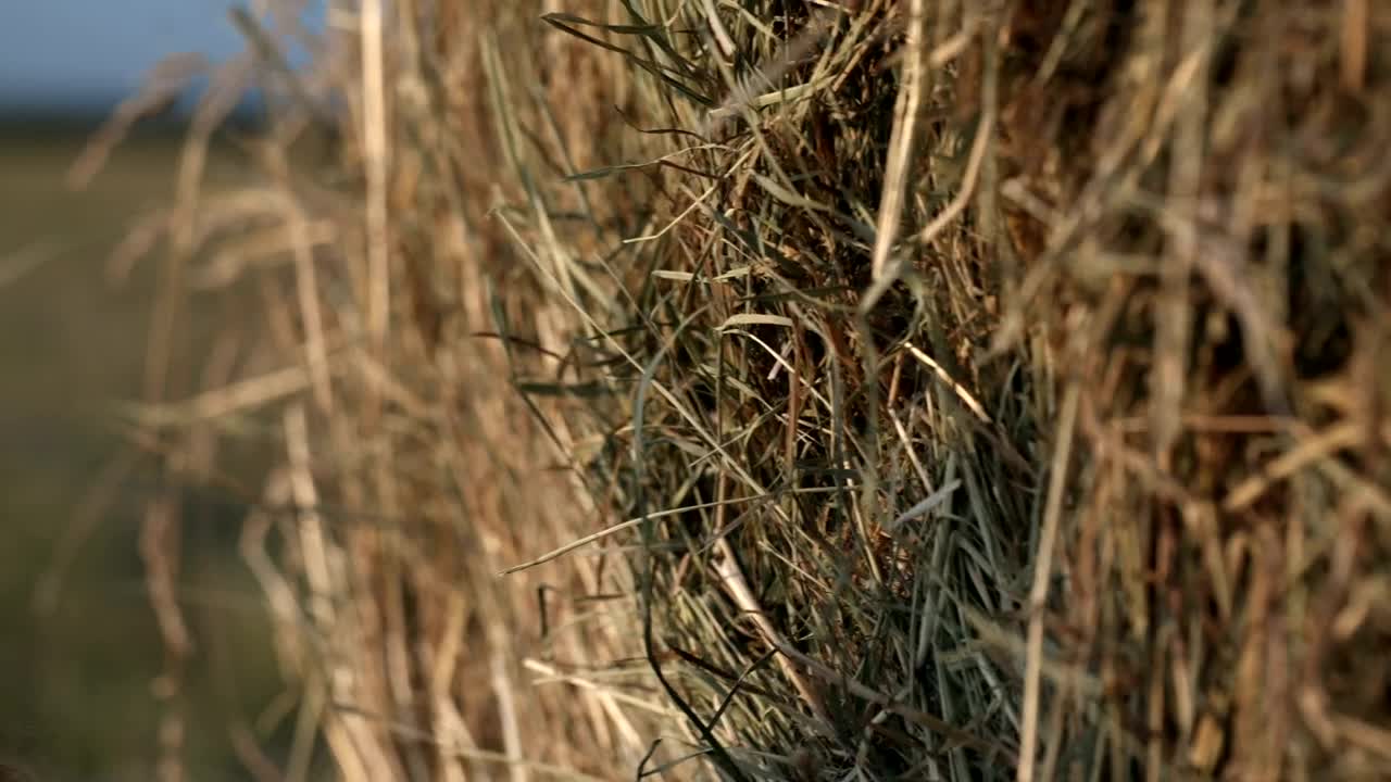 Download Stock Footage Woman Resting Against A Roll Of Hay Live Wallpaper Free