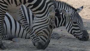 Download Stock Footage Zebras Together In A Zoo Live Wallpaper Free
