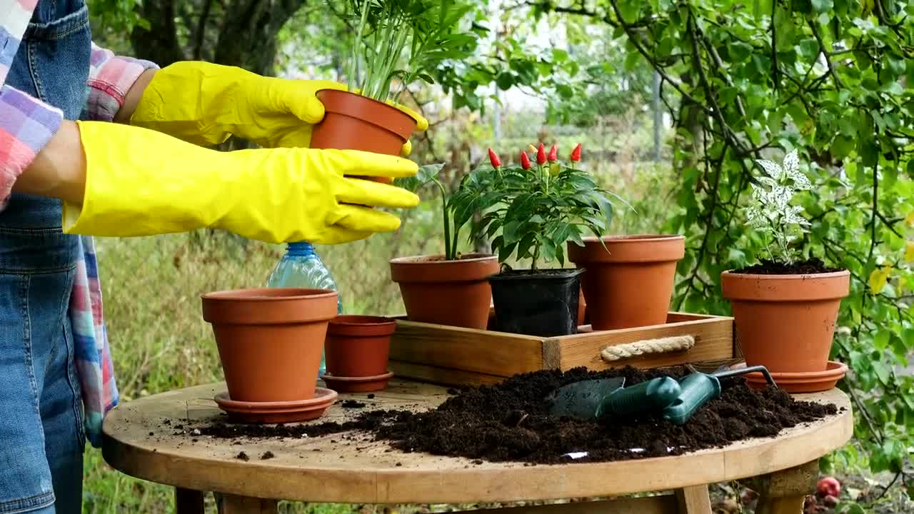 Download Stock Footage Woman With Yellow Gloves Doing Gardening Chores Live Wallpaper Free