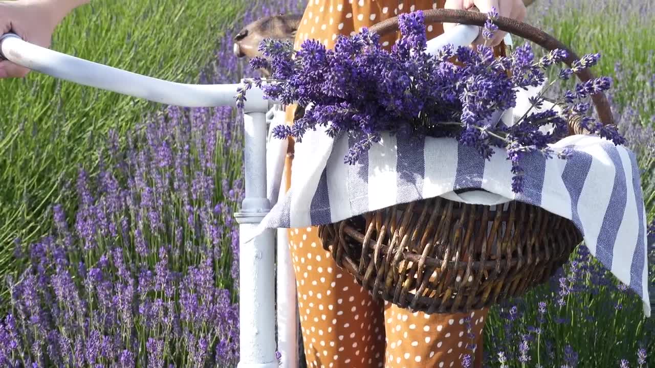 Download Stock Footage Woman With A Bike In The Lavender Field Live Wallpaper Free