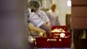 Download Stock Footage Workers In A Food Factory Live Wallpaper Free