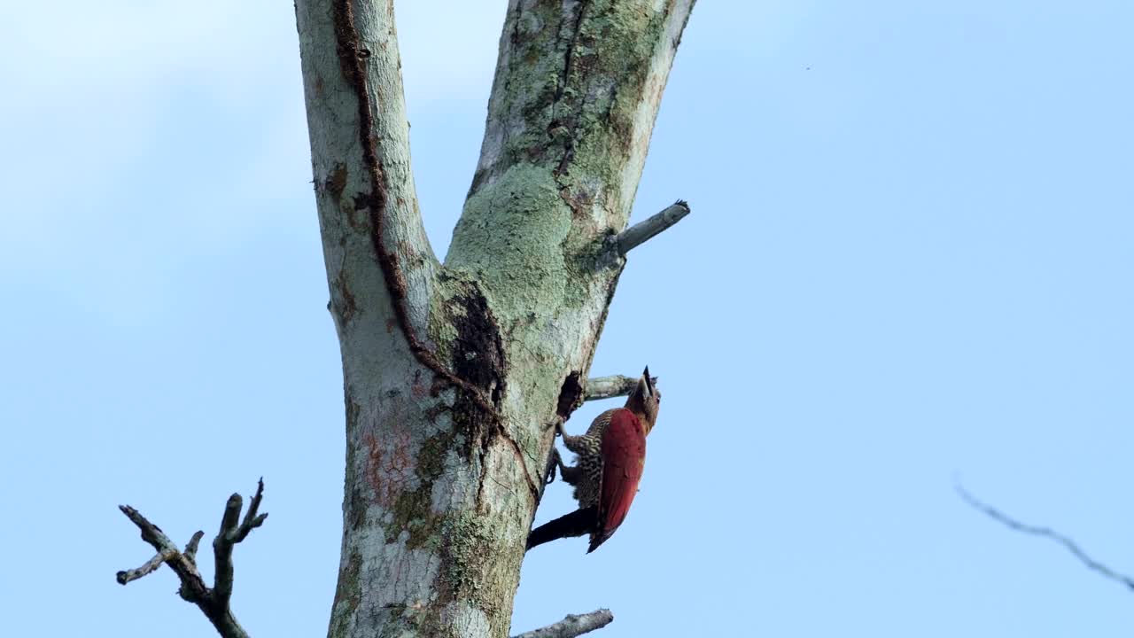 Download Stock Footage Woodpecker Inside A Tree Live Wallpaper Free