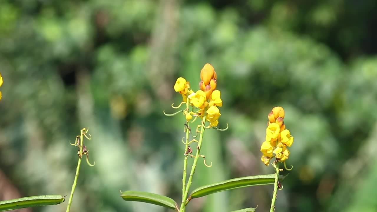 Download Stock Footage Yellow Flowers In A Wild Garden Live Wallpaper Free