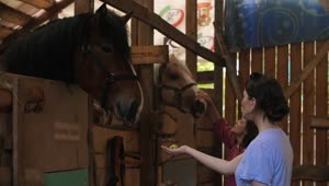 Download Stock Footage Young Women Feeding Horses At The Stable Live Wallpaper Free