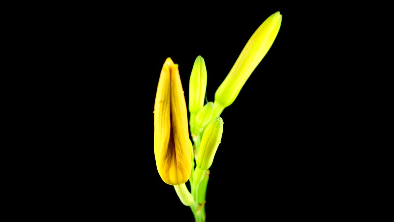 Download Stock Footage Yellow And Orange Lily Flower Opening Live Wallpaper Free