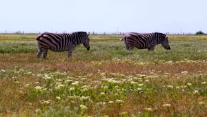 Download Stock Footage Zebras Grazing In The Meadow Live Wallpaper Free
